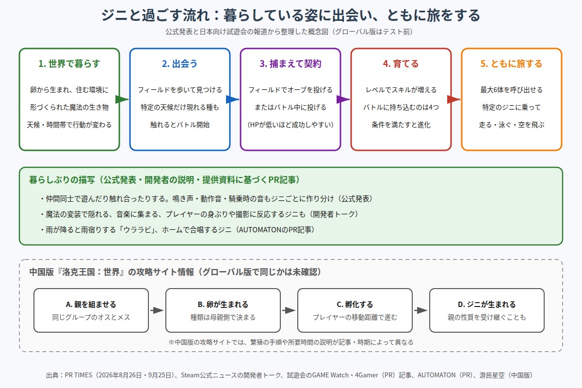 ジニと過ごす流れを5段階で示した図。1は世界で暮らす(卵から生まれ環境に形づくられた魔法の生き物、天候や時間帯で行動が変わる)、2は出会う(フィールドを歩いて見つける、特定の天候だけ現れる種も、触れるとバトル開始)、3は捕まえて契約(フィールドかバトル中にオーブを投げる、HPが低いほど成功しやすい)、4は育てる(レベルでスキルが増え、バトルに持ち込むのは4つ、条件を満たすと進化)、5はともに旅する(最大6体を呼び出し、特定のジニに乗って走る・泳ぐ・空を飛ぶ)。中段に暮らしぶりの描写、下段の点線枠に中国版の攻略サイトで紹介されている繁殖と孵化の流れ