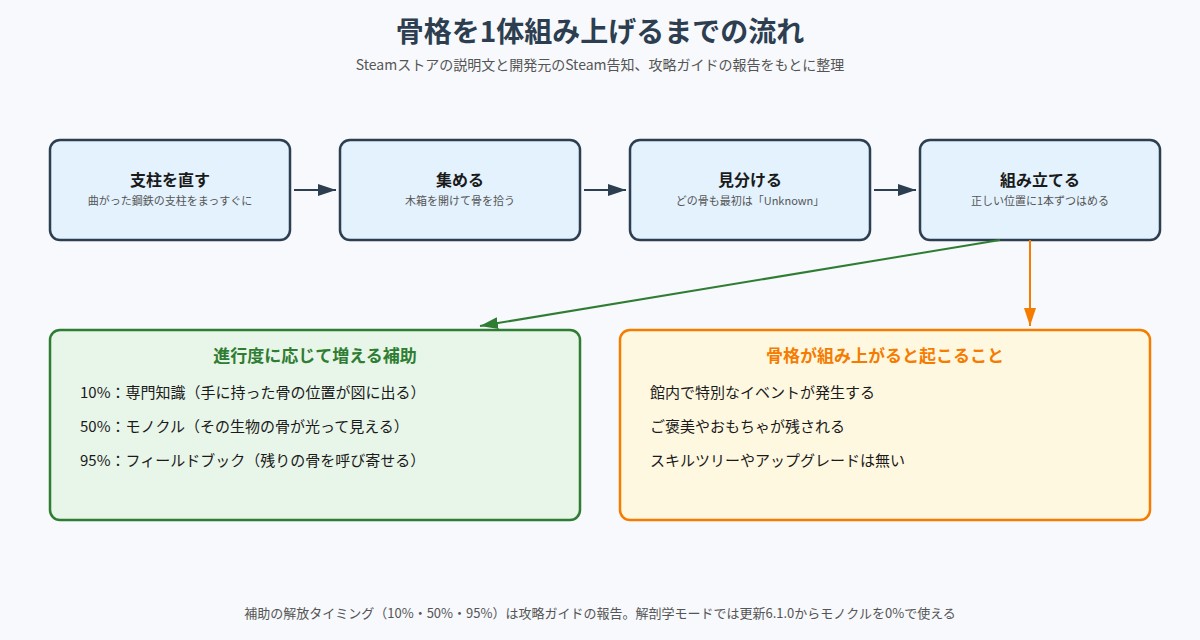 DinoBones: Tidy Up the Museumで骨格を1体組み上げるまでの流れの図